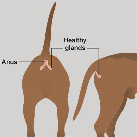 yellow liquid leaking from dogs bum|8 Signs of Anal Gland Issues in Dogs